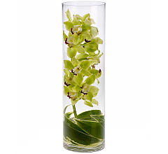 Zensational Cymbidium Orchids - 447 Vase Arrangement 