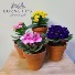 Terracotta Flowering Plant