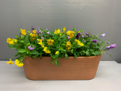 Terracotta planter with violas Outdoor plant