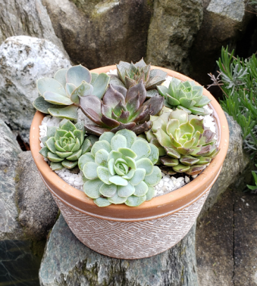 Terracotta Succulent Planter in Delta, BC | FLOWERS BEAUTIFUL Terracotta Succulent Planter in Delta, BC | FLOWERS BEAUTIFUL