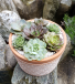 Terracotta Succulent Planter