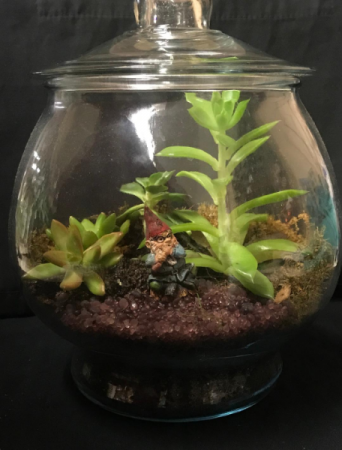 Terrarium