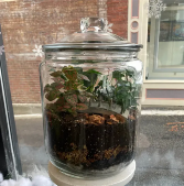 Terrarium 