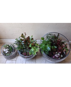 Terrarium Bowl Terrarium 