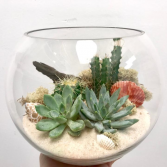 Dessert Garden Terrariums