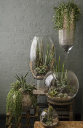 Terrarium Decor Plant