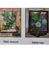 Succulent Wall Garden  In Person Make & Take Event 