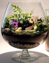 TERRARIUM Succulents In a Glass 