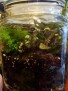 Terrarium Plant