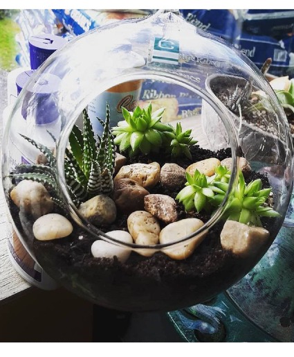 Terrarium with Succulents 