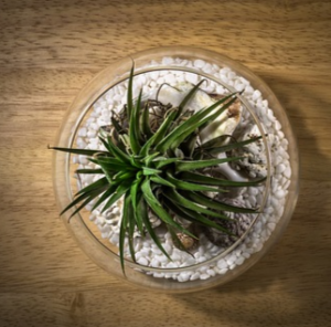 Terrariums & Succulents Plants & Terrariums in Roscommon, MI | White Pine & Petals Terrariums & Succulents Plants & Terrariums in Roscommon, MI | White Pine & Petals