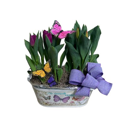 Terrific Tulips
