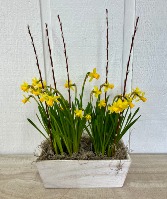 Tete-a-Tete Daffodil Garden 