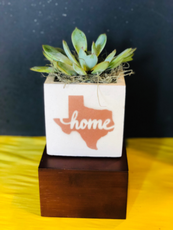 Texas home succulent Plant