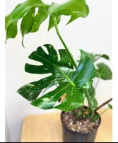 Thai Constellation Monstera Plant