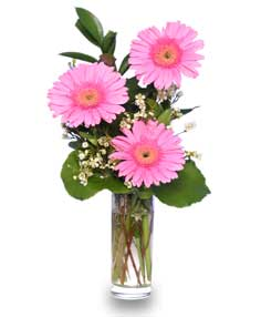 Thank You Blooms of Pink Gerberas