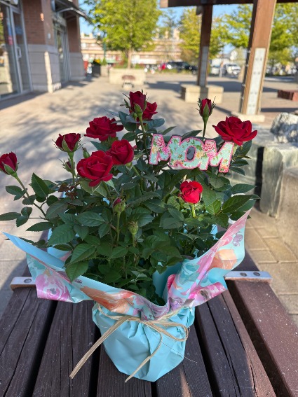 Thank You Mom! Potted Rose Plant
