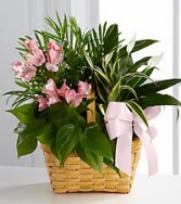  Dish Garden" Easy to care for plants