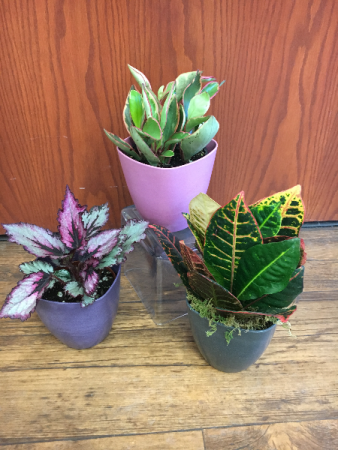 Dorm Room Plant Plant