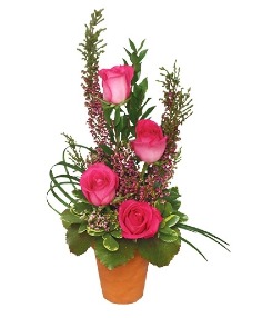 Category Image