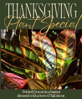 THANKSGIVING PLANT SPECIAL SALE