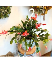 Thanksgiving Zygote Cactus Blooming Holiday Plant