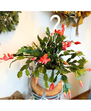 Zygote Cactus Blooming Holiday Plant in Fairview, OR | QUAD'S GARDEN - Home to Trinette's Floral