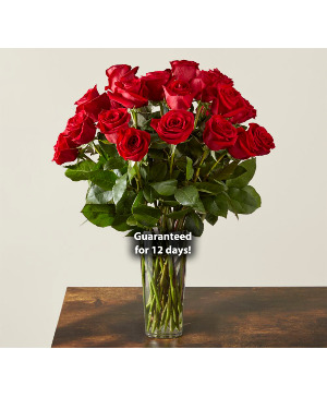 "The Big Ones" - 70 cm Premium Long stem Red Roses vased rose arrangement
