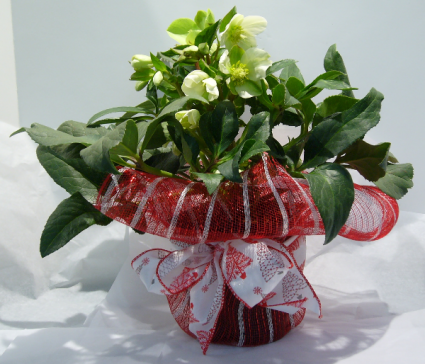 THE CHRISTMAS ROSE Hellebores Outdoor Plant