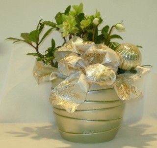 THE CHRISTMAS ROSE Hellebores Plant