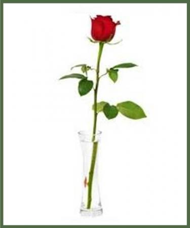The Elegant Single Rose You Choice of Color