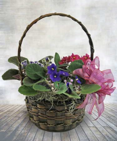 The Flower Of Peace Basket of Violets