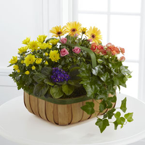 Gentle Blossoms Basket is a wonderful wa Plants Basket