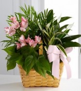 The FTD® Living Spirit™ Dishgarden