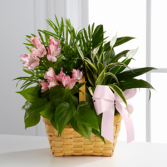The FTD® Living Spirit™ Dishgarden Dishgarden