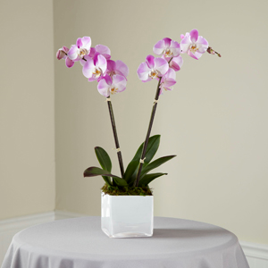 The FTD® Pink Orchid Planter Orchid Planter