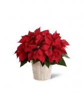 The FTD® Red Poinsettia Basket 