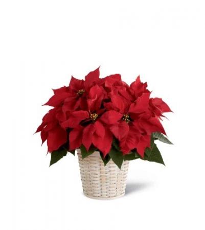 The FTD® Red Poinsettia Basket 