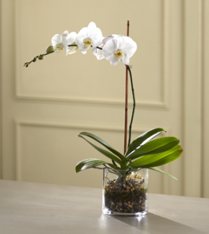 The FTD White Orchid Planter 