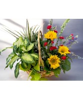 The Garden of Eden  1/2 Plants 1/2 Cut Flower Arrangement - cardinal (LGOE)