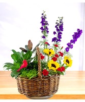 The Garden of Eden - Sympathy 1/2 Plants 1/2 Cut Flower Arrangement