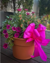 The Hummingbird Pot Plant