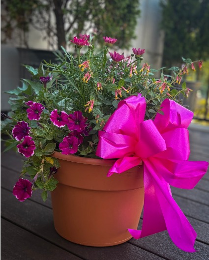 The Hummingbird Pot Plant