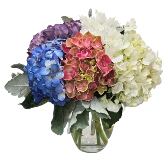 The Hydrangea Hug Vase Arrangement