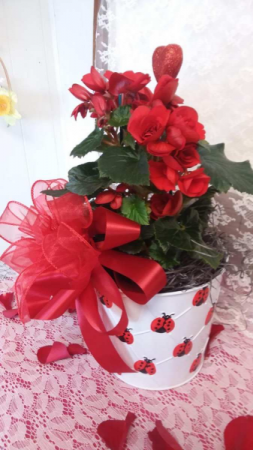 The Lady Bug Begonia