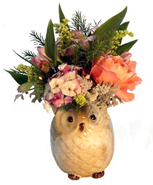 The Little Owl 
