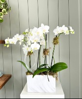 The Orchid Edit 