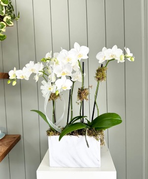 The Orchid Edit 