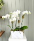 The Orchid Edit 