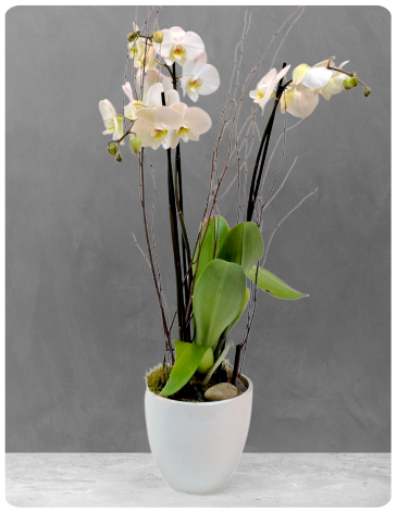 The Orchid  in Spencer, MA | Appleblossoms Flowers, Gifts & More